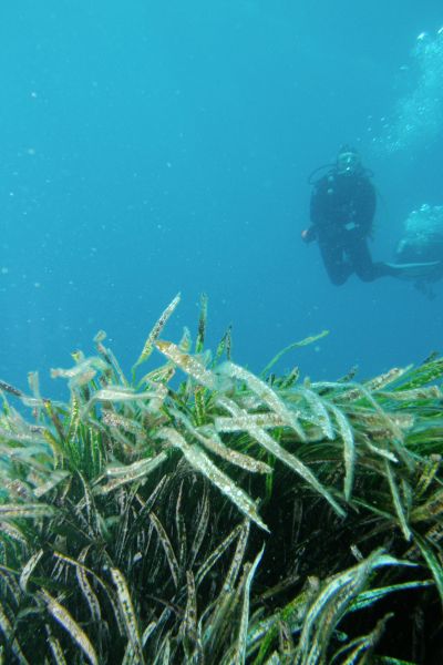 Posidonie  Posidonia oceanica